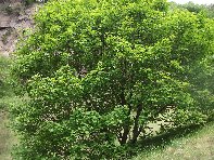 Salto_del_Cane - 20100602 060.jpg